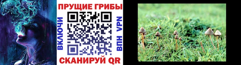 Галлюциногенные грибы Psilocybe  сколько стоит  Зеленодольск 